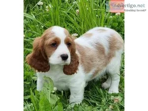 M5R4C Cocker Spaniel For Sale  Text  334-357-6330