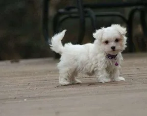 Lovely Male and Females Maltese Puppies 2 Left Now