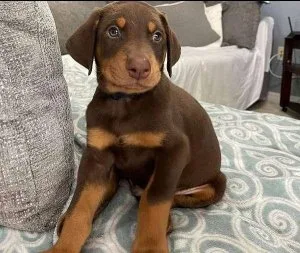 Doberman Puppies