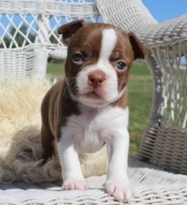 Registered Teacup Boston Terrier Puppies For Re-Homing