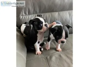 AKC Boston terrier puppies for sale
