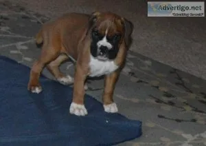 Strange Boxer Puppies For Sale