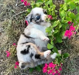 Uptight Australian Shepherd Puppies For Sale