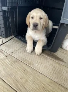 Pure Labrador Retriever Puppies For Sale.