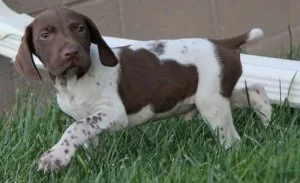 Home Raised German Shorthaired Pointer Puppies