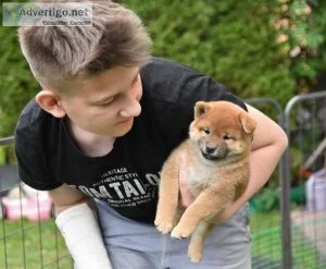 Lovely SHIBA INU PUPPIES AVAILABLE