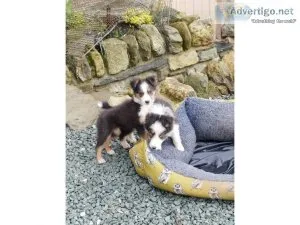 XXXX---Friendly tri-colour Border Collie Available  Text  334-35