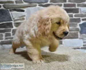 Yummy Golden Retriever Puppies For Sale