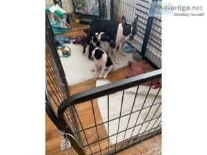 Beauty Boston terrier puppies for sale