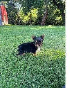 Purebred Yorkshire Terrier Puppies Available Now