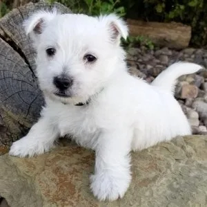 Adorable West Highland White Terrier puppies