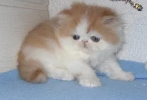 Lovely Persian kittens..