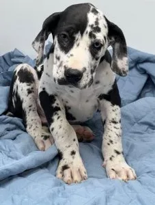 Kaleidoscopic Great Dane Puppies For Sale
