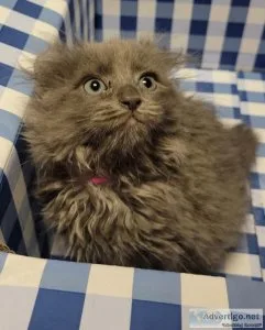 Highlander Kittens