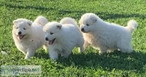 Obvious White Samoyed Puppies Available
