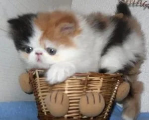 Lovely Persian kittens available