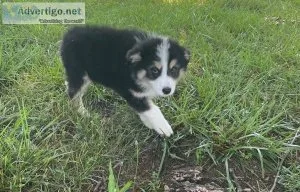 Amused Australia Shepherd Puppies For Sale
