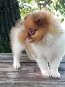 Adorable Maltipom Puppies.