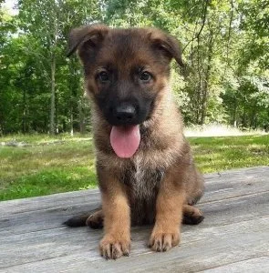 Beautiful German Shepherd Puppies For Sale