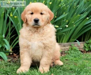 Lucky Golden Retriever Puppies For sale