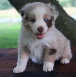 Glum Australia Shepherd Puppies For Sale