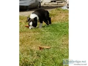  Boston terrier puppies for sale
