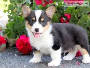 Gorgeous Pembroke Welsh Corgi  Puppies