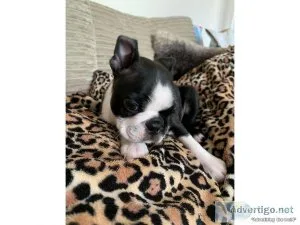 Boston terrier puppies for sale