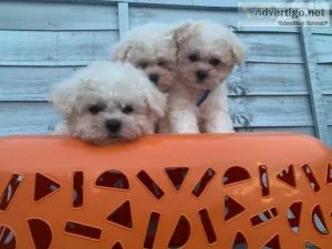 AGHQT Bichon Frise Puppies For Sale