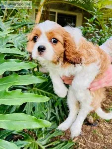 Cavalier King Charles puppies for sale