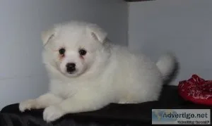 Sleepy American Eskimo Puppies Available