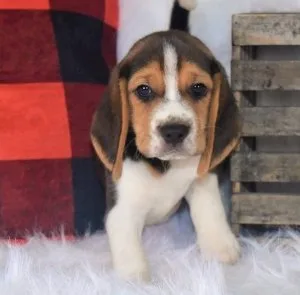 Gigantic Tri Beagle Puppies For Sale
