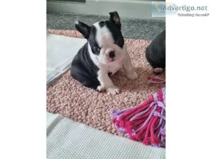 Black Boston terrier puppies for sale