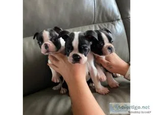 Ma Boston terrier puppies for sale