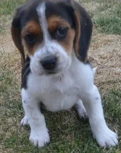 Aggressive Beagle Puppies For Sale