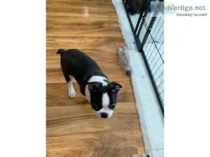 Rose Boston terrier puppies for sale