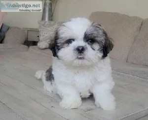 Shih Tzu puppies for sale