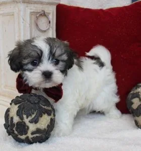 Beautiful Mal Shi Puppies ready now to go