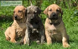 Beautiful Fila Brasileiro Puppies ready