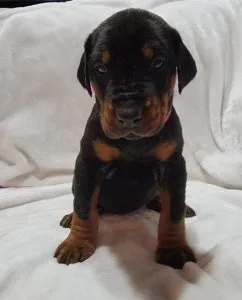 Elderly Doberman Pinscher Puppies For Sale