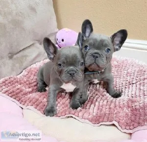 Charming French Bulldog puppies ready