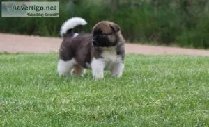 Beautiful Akita Puppies For Sale