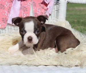 AkC Boston Terrier puppies- ready for homes
