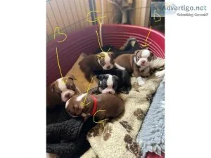 Beautiful Boston terrier puppies for sale