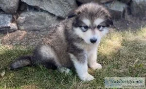 Rare Alaskan Malamute Puppies For Sale