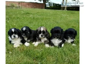 Exceptional Champion Blood lines Lhasa Apso Text  334-357-6330