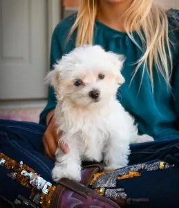 Charming Maltese Puppies Ready For Adoption
