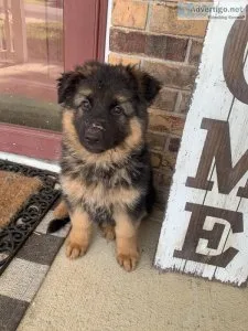 AKC German Shepherd Puppies
