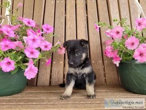 German Shepherd Dog puppies for sale