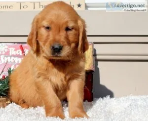 Gracie Golden Retriever Puppies For sale